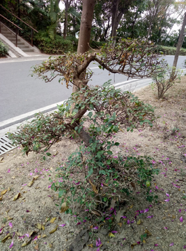 小叶子植物 道路边植物