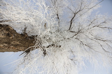 长春雾凇岛