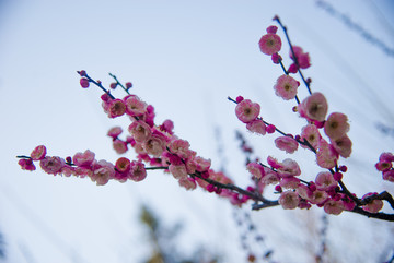 红梅花儿