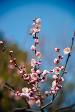 红梅花开