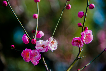 红梅花