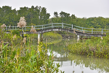 淇澳岛 淇澳岛红树林