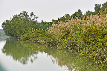 湿地 淇澳岛红树林