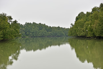 珠海红树林 淇澳岛红树林