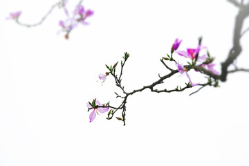 紫荆花 宫粉羊蹄甲