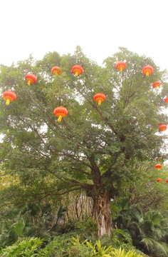 红灯笼树