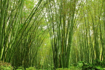 竹林竹海