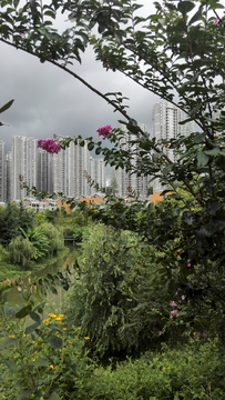 城市花景