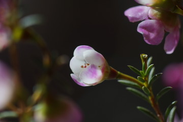 梅花