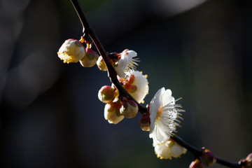 花卉梅花