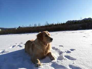 金毛犬