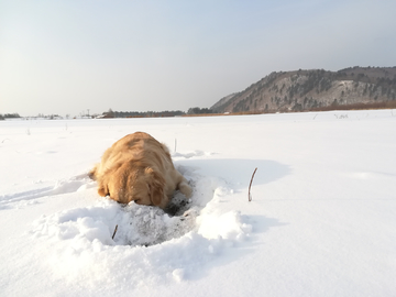 金毛犬