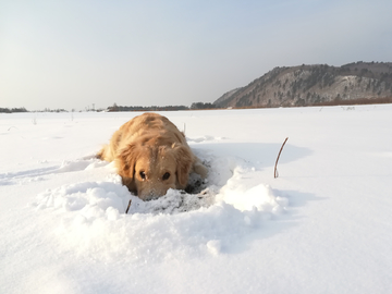 金毛犬