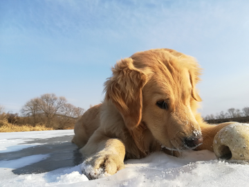 金毛犬