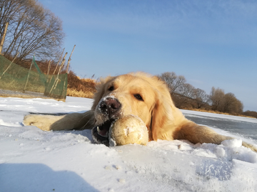 金毛犬