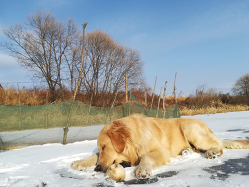 金毛犬