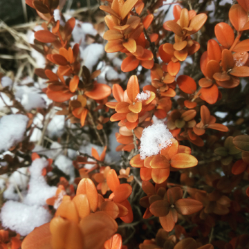 雪中的植物