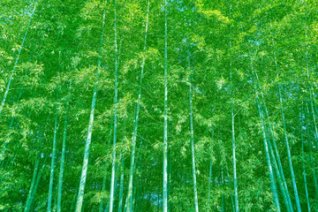 4000万像素 竹林 绿竹