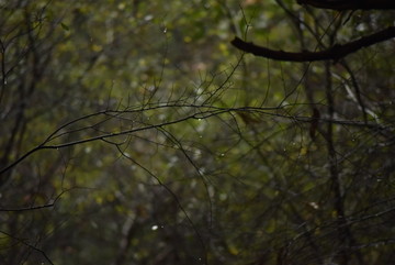 雨中枝条