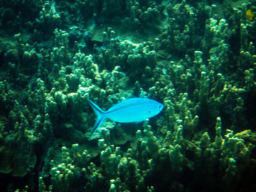 海洋 生物 鱼