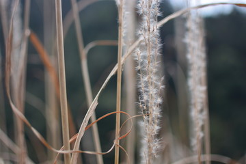 芒草局部