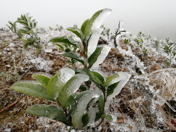 冰冻的小茶树