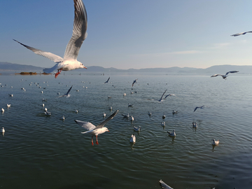 海鸥