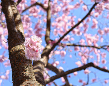 樱花树