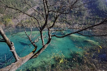 九寨沟的水和树