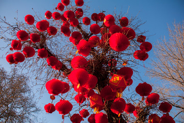 北京地坛庙会 红灯笼 吉祥树
