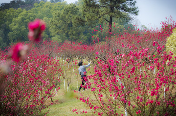 广州莲花山桃花