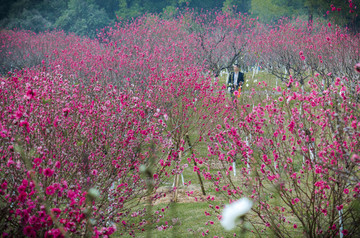 广州莲花山