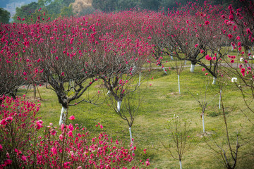 广州莲花山