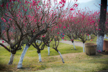 广州莲花山