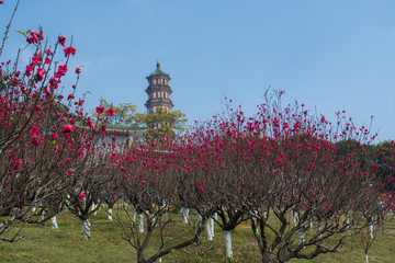 广州莲花山