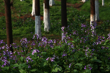 路边紫花