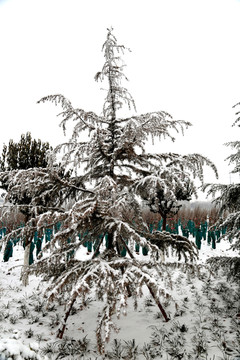 雪压青松