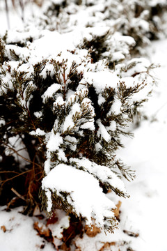 雪压青松