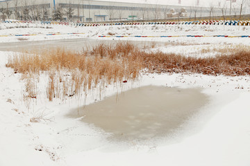 芦苇 芦苇雪景