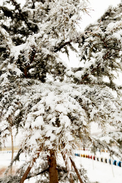 大雪压青松