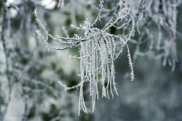 晶莹如玉 白雪晶莹