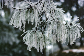 雾凇 雪松 雾松