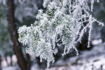 冰雪森林