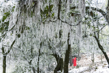 森林雾凇雪景 攀枝花大黑山雪景