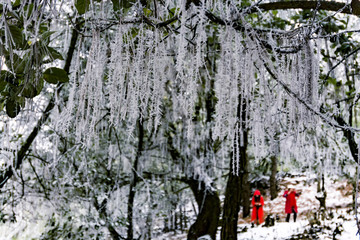 雾松 雪挂