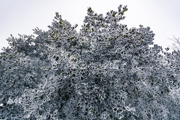 攀枝花大黑山雪景