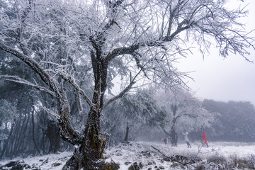 冬季仙境冬季树林雪景