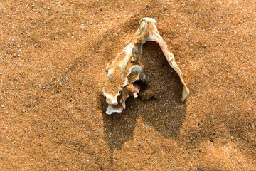 沙滩 海螺