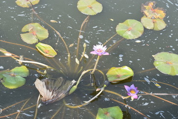 莲花莲叶池塘