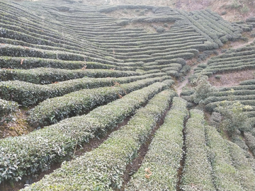 茶园茶叶风景